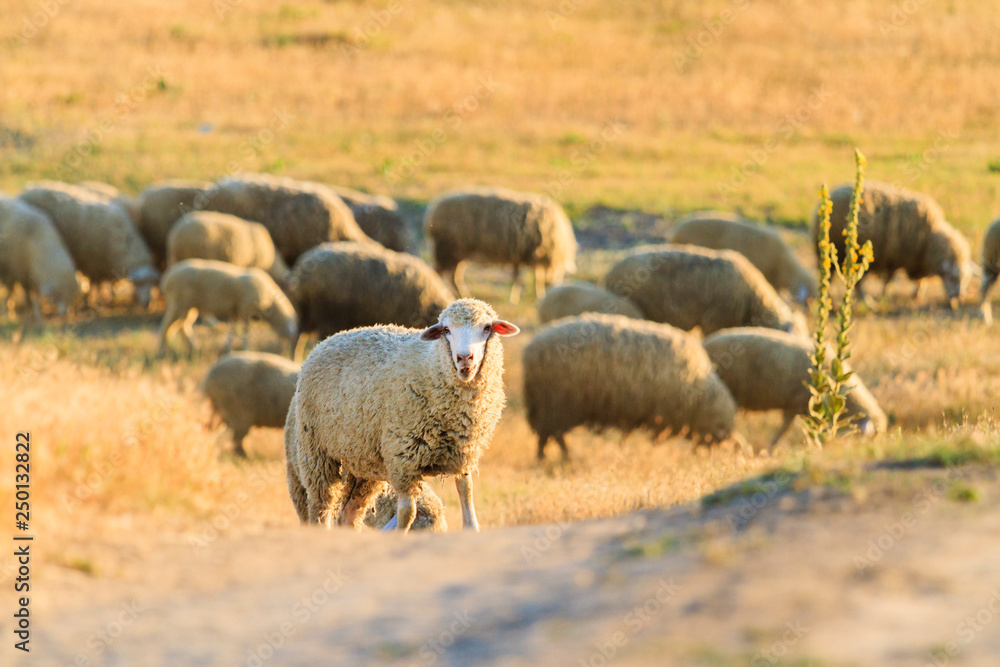 Obraz premium sheep graze on a hill in the rays of the setting sun