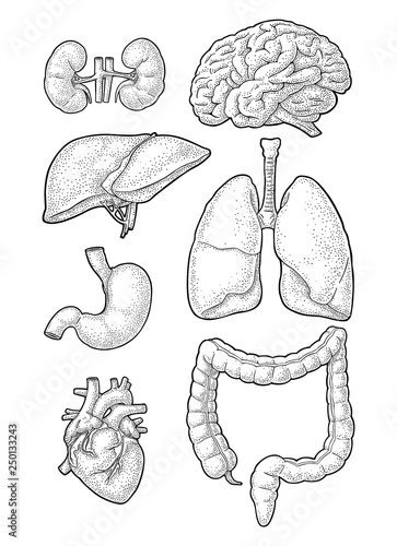 Human anatomy organs. Brain, kidney, heart, liver, stomach. Vector engraving