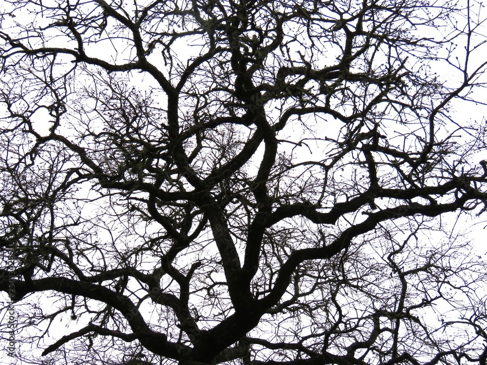 Bare tree branches silhouette Bare tree branches silhouette