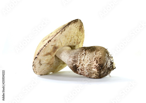 Leccinum  carpini mushroom isolated on white. photo