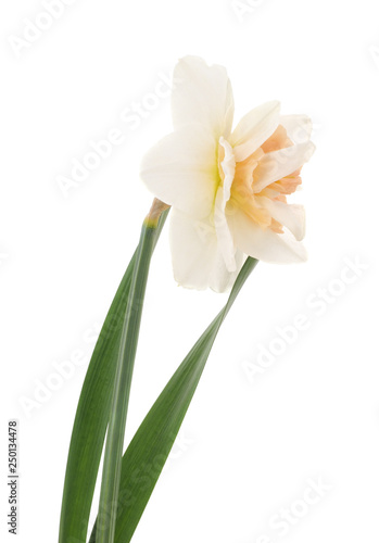 One white daffodil.