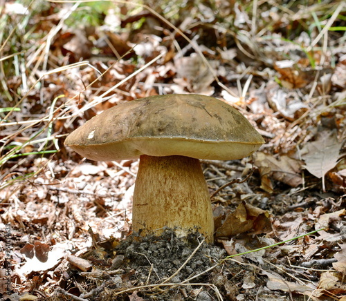 Boletus mushroom.