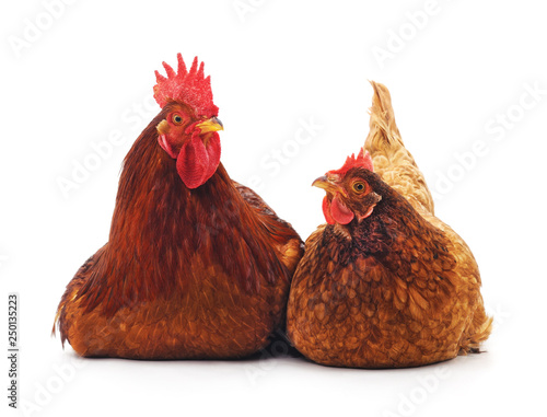 Red rooster and hen.