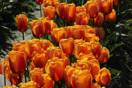 tulips yellow red flowers