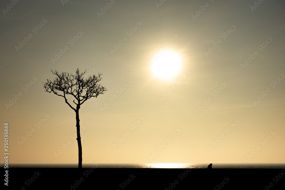 Tree. Sun. Ocean. Pedestrian.