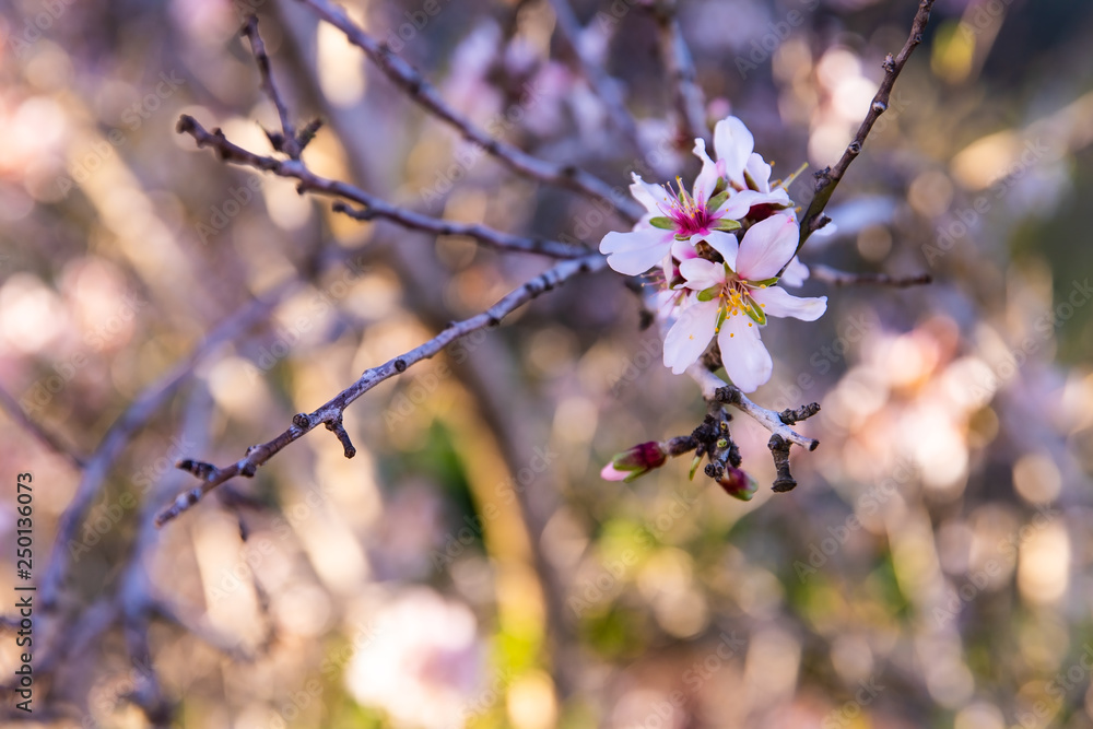 Obraz premium cherry tree blossom