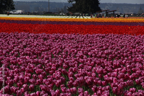 field of tulips