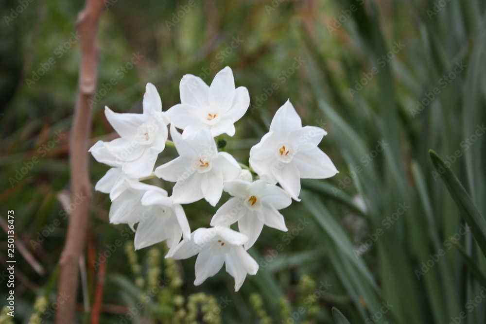 spring flowers sprout spontaneously in the bush spring flowers sprout spontaneously in the bush