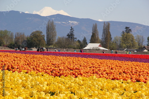 flowers farm field mountain