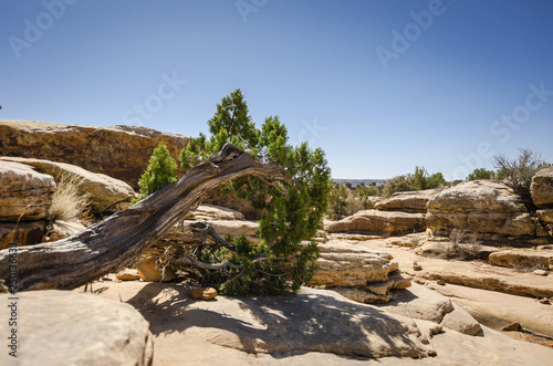 High Desert Topography Old Bent Tree Pointing Right