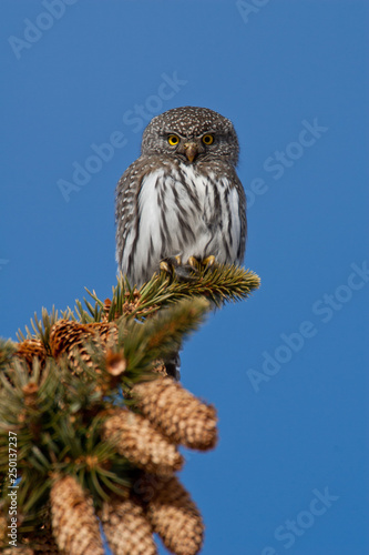 Northern pygmy owl in Wyoming