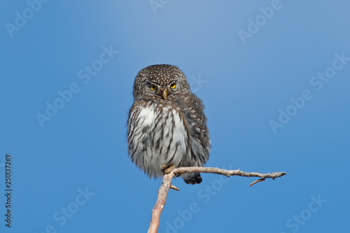 Northern pygmy owl in Wyoming