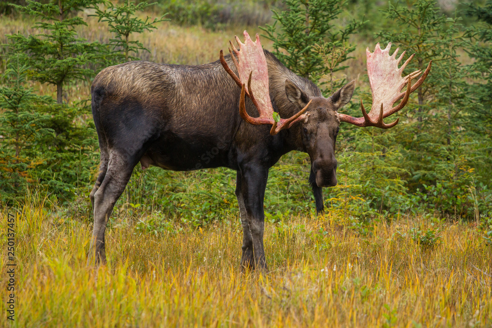Alaskan bull moose during autumn rut Alaskan bull moose during autumn rut