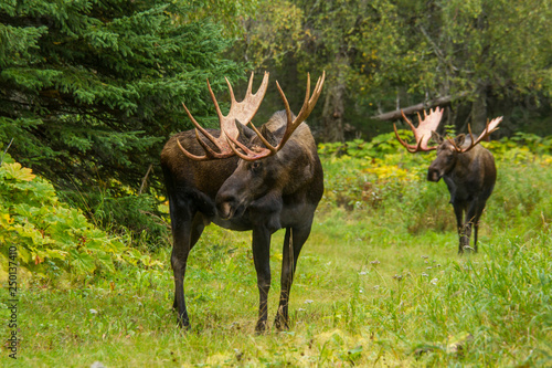 Alaskan bull moose during autumn rut