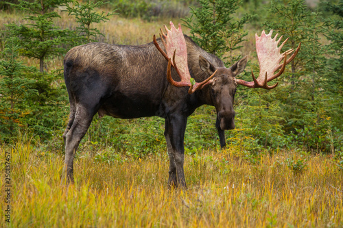 Alaskan bull moose during autumn rut