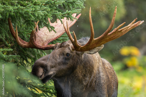 Alaskan bull moose during autumn rut