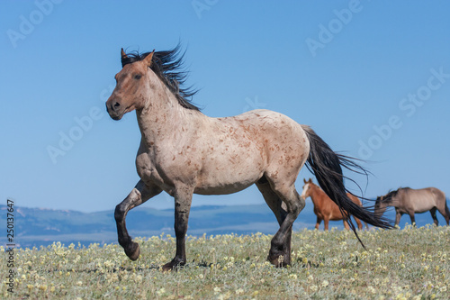 Fototapeta Naklejka Na Ścianę i Meble -  Wild horse or mustang