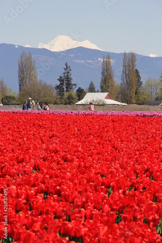 field of tulips
