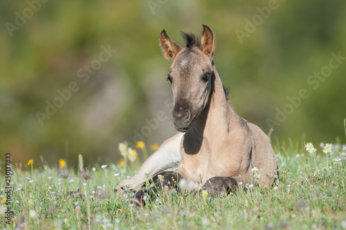 Wild mustang foal in a field of wildflowers