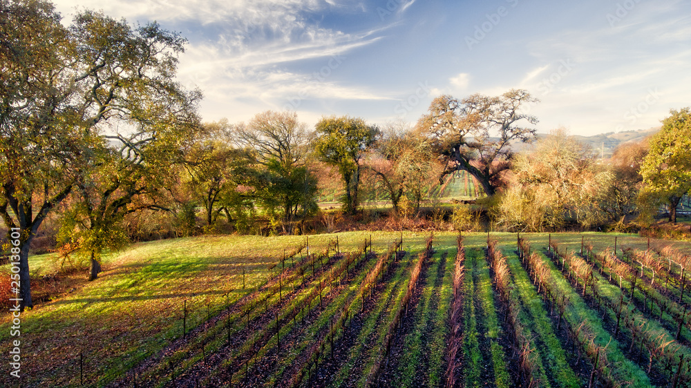 Fototapeta premium Oaks & Chardonnay