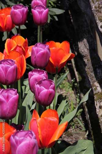 tulips in the garden