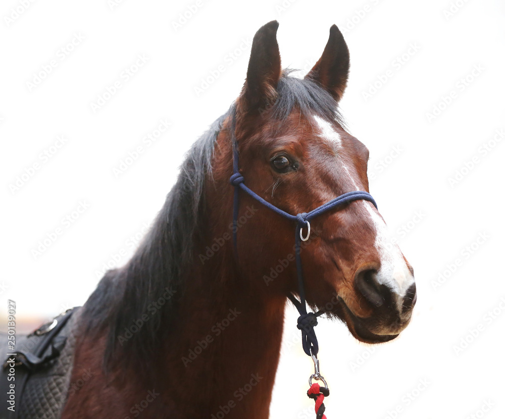 Fototapeta premium An isolated close up image of the purebred horse against white background