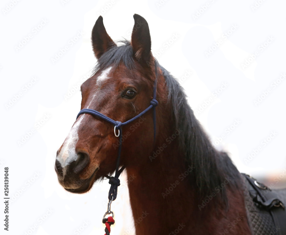 Fototapeta premium An isolated close up image of the purebred horse against white background