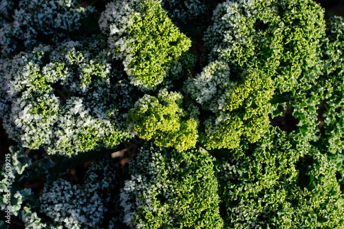 fresh frosty kale (Brassica oleracea) or leaf cabbage with morning's light and shadow