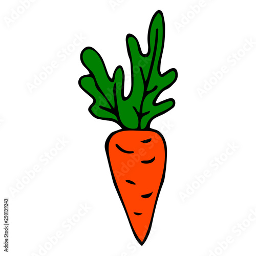 Cartoon doodle linear carrot with leaves isolated on white background. Vector illustration. 