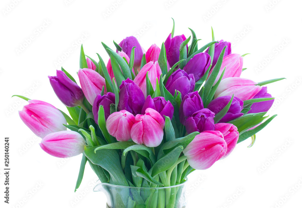 Pink fresh tulips Pink fresh tulips