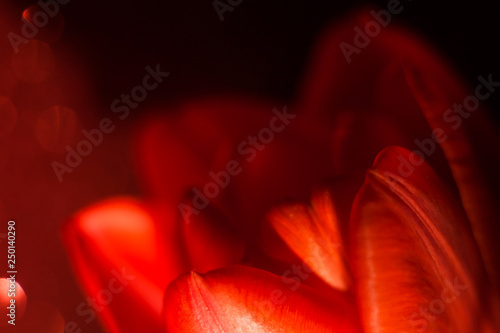 Fototapeta Naklejka Na Ścianę i Meble -  red Tulip