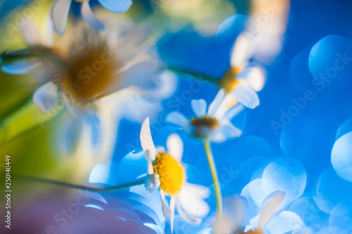 chamomiles © ann_bonya