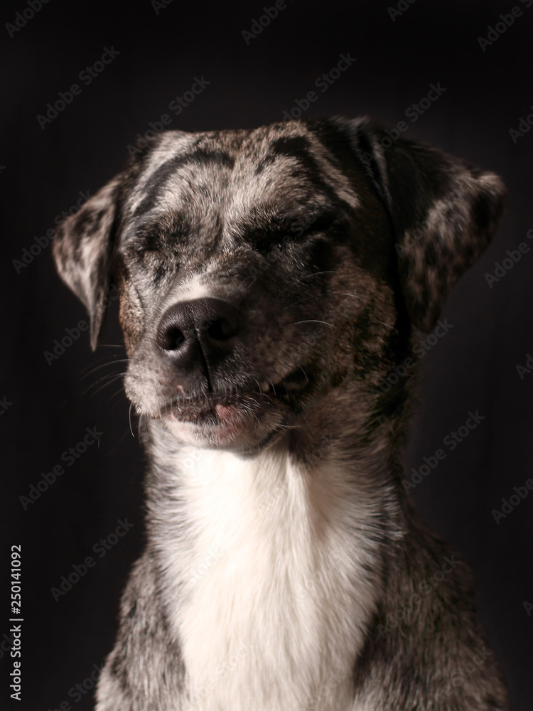 Hund verzieht das Maul, wie wenn er in eine Zitrone gebissen hätte... Hund verzieht das Maul, wie wenn er in eine Zitrone gebissen hätte...