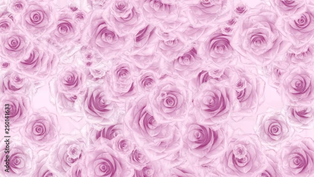 Many pink rose buds fall down, loop background Many pink rose buds fall down, loop background