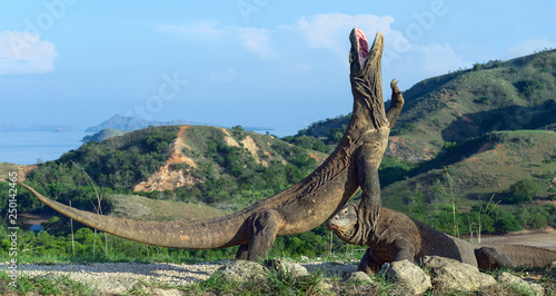 The Komodo dragon (Varanus komodoensis) stands on its hind legs and open mouth. It is the biggest living lizard in the world. On island Rinca. Indonesia. © Uryadnikov Sergey