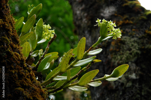 A green-flowered Epidendrum orchid grows as an epiphyte on a mossy tree branch in the mountain rainforest of Costa Rica