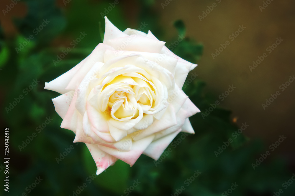 White big rose in the garden closeup photography. delicate flower White big rose in the garden closeup photography. delicate flower