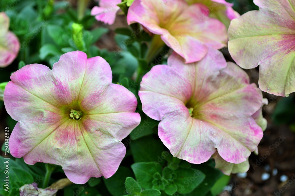 petunias