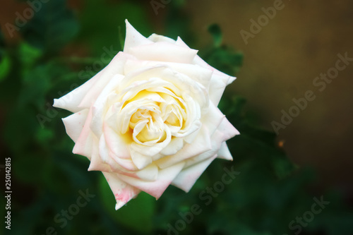 White big rose in the garden closeup photography. delicate flower