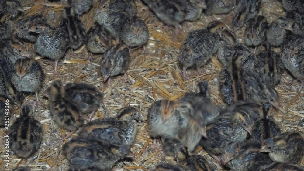 Quail birds in factory Quail birds in factory
