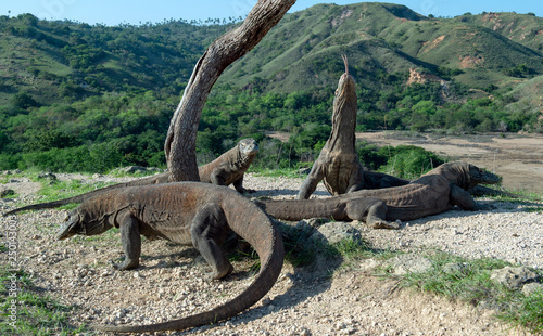 The Komodo dragon raises his head and sniffs the air. Scientific name  Varanus komodoensis. Natural habitat. It is the biggest living lizard in the world.  On island Rinca. Indonesia.