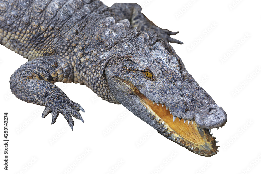 Obraz premium Crocodile with open jaws