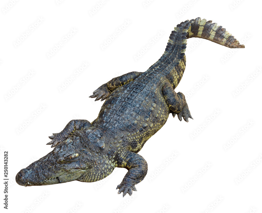 Crocodile isolated on white background Crocodile isolated on white background