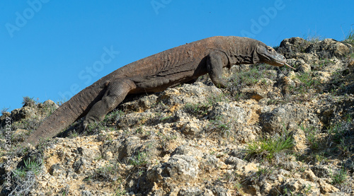 Walk of Komodo dragon. Scientific name  Varanus komodoensis. Biggest in the world living lizard in natural habitat. Island Rinca.
