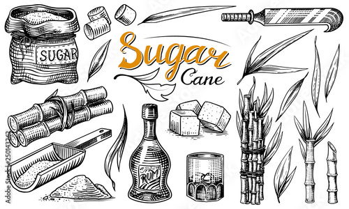 Cane sugar with leaves. Set of Sugarcane plants. Stalks and bottle of rum, Wooden plate spoon, Cubes and juice, Bamboo, signboard inscription. Engraving Hand drawn food and natural ingredients.
