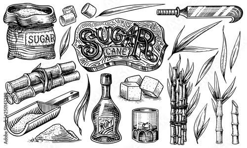 Cane sugar with leaves. Set of Sugarcane plants. Stalks and bottle of rum, Wooden plate spoon, Cubes and juice, Bamboo, signboard inscription. Engraving Hand drawn food and natural ingredients.