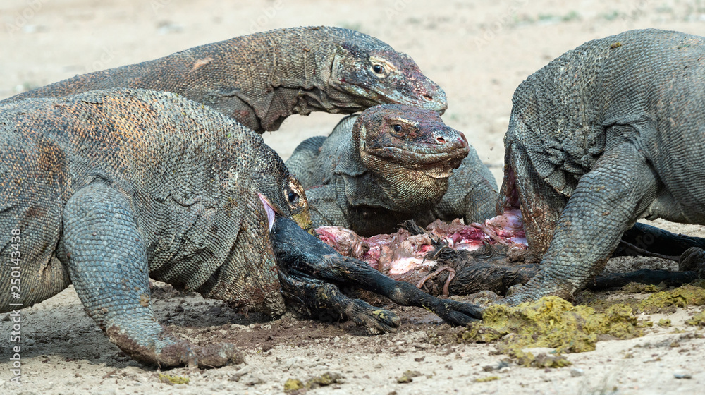 The dragons tore prey. The Komodo dragon, Scientific name: Varanus komodoensis, is the biggest living lizard in the world. Natural Habitat. On island Rinca. Indonesia. The dragons tore prey. The Komodo dragon, Scientific name: Varanus komodoensis, is the biggest living lizard in the world. Natural Habitat. On island Rinca. Indonesia.