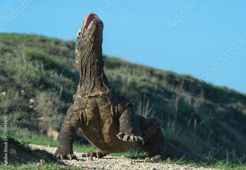 The Komodo dragon raised the head and opened a mouth. Biggest living lizard in the world. Scientific name: Varanus komodoensis. Natural habitat, Island Rinca. Indonesia. © Uryadnikov Sergey