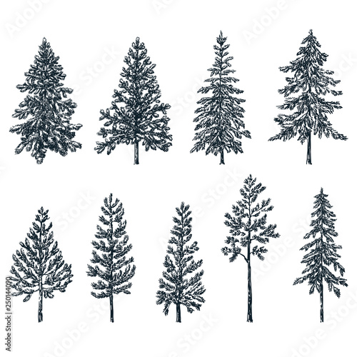 Pine and spruce trees. Vector sketch illustration. Forest and nature hand drawn design elements set