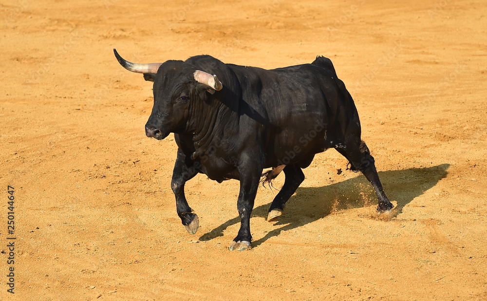 toro bravo en españa toro bravo en españa